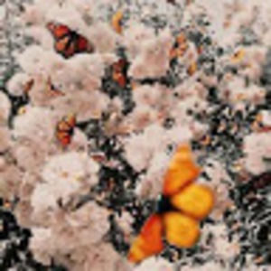 Meet your Posher, The angel